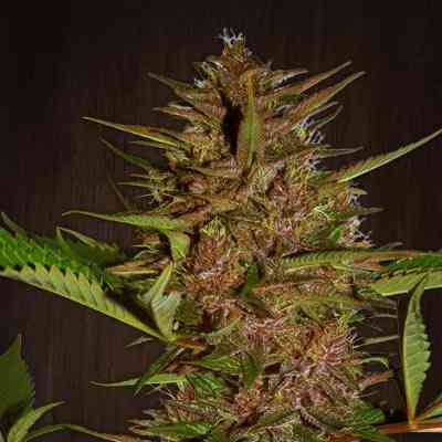 Pakistan Chitral Kush > ACE Seeds | Feminized Marijuana   |  Indica